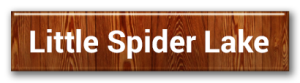 little spider